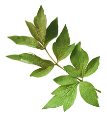 Beautiful leaves of Tree Peony falling in the air isolated on white background. High resolution,...