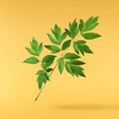 Beautiful leaves of Tree Peony falling in the air isolated on yellow background. High resolution,...