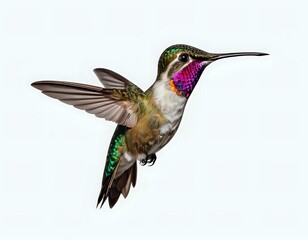 Fototapeta premium Hummingbird in Flight: Vibrant Jewel-toned Feathers, Graceful Pose