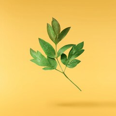 Beautiful leaves of Tree Peony falling in the air isolated on yellow background. High resolution,...