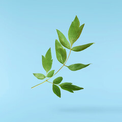 Beautiful leaves of Tree Peony falling in the air isolated on blue background. High resolution,...