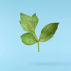 Beautiful leaves of Tree Peony falling in the air isolated on blue background. High resolution,...