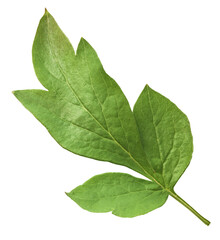 Beautiful leaves of Tree Peony falling in the air isolated on white background. High resolution,...