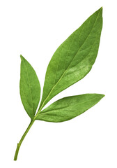 Fototapeta premium Beautiful leaves of Tree Peony falling in the air isolated on white background. High resolution, zero gravity or levitation concept.