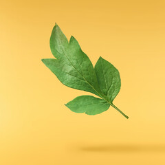 Beautiful leaves of Tree Peony falling in the air isolated on yellow background. High resolution,...