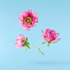 Beautiful Pink Suffruticosa Tree Peony falling in the air isolated on blue background. High...