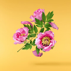 Beautiful Pink Suffruticosa Tree Peony falling in the air isolated on yellow background. High...