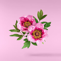 Beautiful Pink Suffruticosa Tree Peony falling in the air isolated on pink background. High...