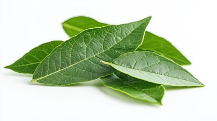 Obraz premium Vibrant Green Bay Leaves on White Background