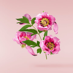 Beautiful Pink Suffruticosa Tree Peony falling in the air isolated on pink background. High...