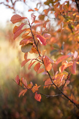 Close up of colourful red and orange fall leaves 
