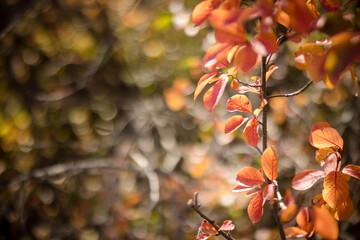 Close up of colourful red and orange fall leaves 