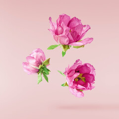 Beautiful Pink Suffruticosa Tree Peony falling in the air isolated on pink background. High...