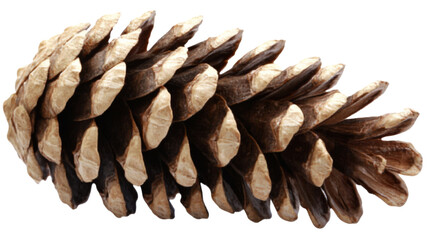 Pine cone, isolated on transparent background