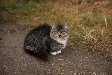 Portrait of a cute tabby farm cat