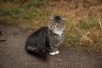 Obraz premium Portrait of a cute tabby farm cat