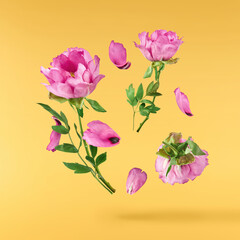 Beautiful Pink Suffruticosa Tree Peony falling in the air isolated on yellow background. High...
