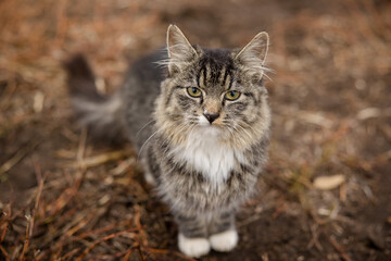 Obraz premium Portrait of a cute tabby farm cat