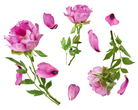 Beautiful Pink Suffruticosa Tree Peony falling in the air isolated on white background. High resolution, zero gravity or levitation concept.