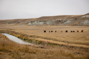 Herd of cattle on a yellow winter field