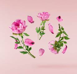 Beautiful Pink Suffruticosa Tree Peony falling in the air isolated on pink background. High...