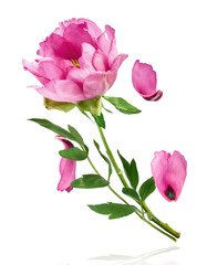 Beautiful Pink Suffruticosa Tree Peony falling in the air isolated on white background. High...