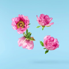 Beautiful Pink Suffruticosa Tree Peony falling in the air isolated on blue background. High...