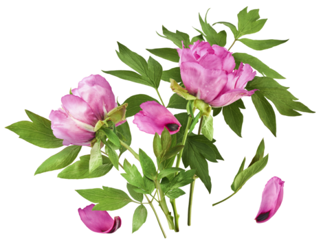 Beautiful Pink Suffruticosa Tree Peony falling in the air isolated on white background. High resolution, zero gravity or levitation concept.