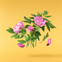 Beautiful Pink Suffruticosa Tree Peony falling in the air isolated on yellow background. High...