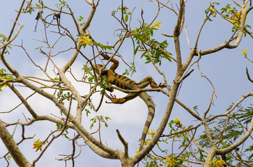 iguana on a branch
