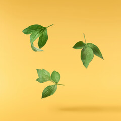 Beautiful leaves of Tree Peony falling in the air isolated on yellow background. High resolution,...