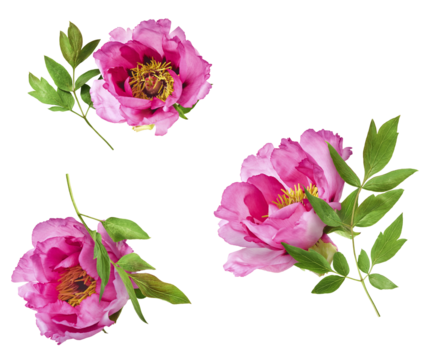 Beautiful Pink Suffruticosa Tree Peony falling in the air isolated on white background. High resolution, zero gravity or levitation concept.