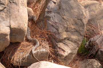 A brown snake camouflaged among rocks and pine needles in East Texas.
