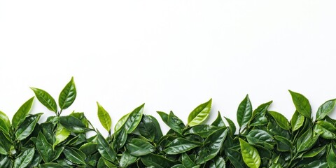 Vibrant Green Tea Leaves Border on White Background