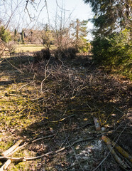 Fototapeta premium Spring garden work by thinning and pruning bushes and tree branches by cutting the thickest ones into firewood.