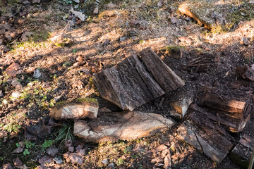 Spring garden work by thinning and pruning bushes and tree branches by cutting the thickest ones...