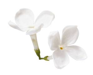 Obraz premium Fresh lilac blossom, Beautiful white lilac flowers falling in the air isolated on white background. Zero gravity or levitation spring flowers conception, high resolution image