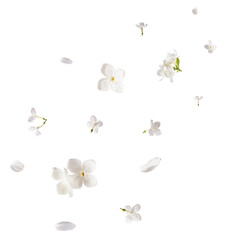 Fresh lilac blossom, Beautiful white lilac flowers falling in the air isolated on white background....