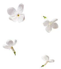 Fresh lilac blossom, Beautiful white lilac flowers falling in the air isolated on white background....