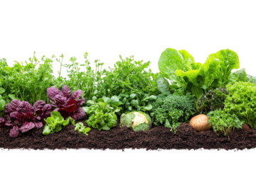Fresh leafy greens growing in rich soil on isolated white background, showcasing diverse varieties of lettuce and spinach at harvest time