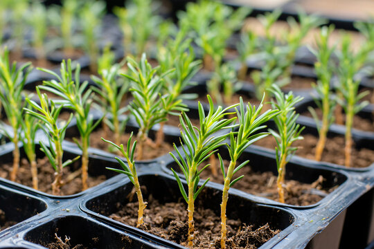 monterey pine seedlings in restoration project