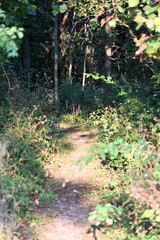 Sunlight on Forest Trail