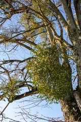 L’Arbre et le Gui , Entre Parasite et Symbiose Poétique