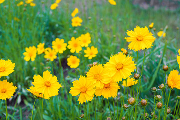 Fototapeta premium Field of yellow flower Coreopsis lanceolata, Lanceleaf Tickseed or Maiden's eye blooming in summer. Nature, plant, floral background. Garden, lawn of lance leaved Coreopsis in bloom