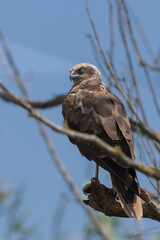 Common Buzzard (Buteo buteo)