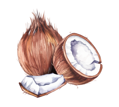 Watercolor coconut hand drawn nut. Coconut illustration for packaging, textile, bird design etc. Coconut fruit isolated on white. Tropical illustration