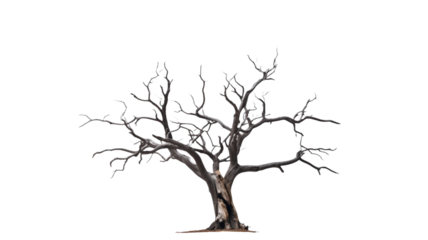 Spooky tree, leafless dead wood isolated on transparent background.

