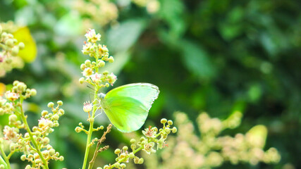 group of yellow butterfly perch on longan flower eating nectar. help pollination, the begining of longan fruit season.