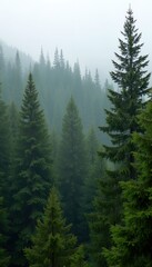 Obraz premium Misty mountain forest scene. Tall evergreen trees shrouded in fog create a serene and mysterious atmosphere. Perfect for nature-themed projects.