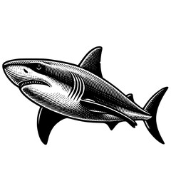 Shark Illustration